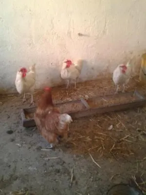 Beim Schuster פפנהיים