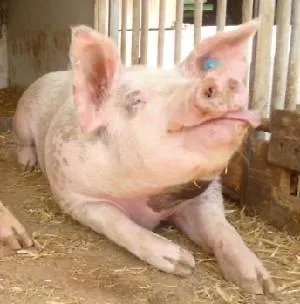 לינה וארוחת בוקר Beim Schuster פפנהיים